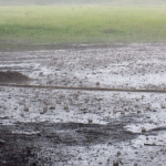 Heavy Rains