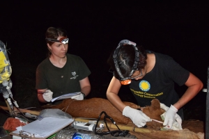 Drs. Kate Jenks and Nucharin Songsasen taking body measurements of an anesthetized dhole.