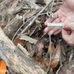 The noose portion of a large cable snare, located by anti-poaching teams