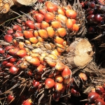 Closeup of oil palm fruits