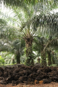 Scene from an oil palm plantation