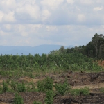 A plantation abuts a native forest