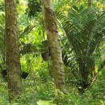 Another source of tropical forest conversion is for rubber plantations.  Here, rubber trees are being tapped, next to a young oil palm