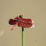 The wings of this scarlet-colored dragonfly sparkle in the sunshine.