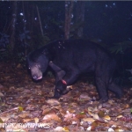 Camera trap photo of a Malayan sun bear with a snare injury on its leg
