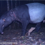 Camera trap photo of a Malayan tapir with a snare hanging from its neck