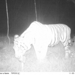 A tiger stealing our bait that was meant to catch dholes