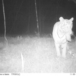 A tiger stealing our bait that was meant to catch dholes