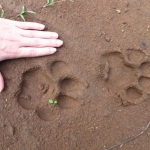 tiger tracks