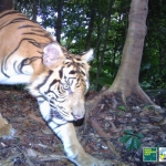 Observing wild Sumatran tigers is extremely difficult.  Camera trap photos like this one allow scientists to safely and effectively monitor wild tiger populations.