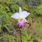 A wild orchid in Leuser.