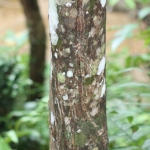 Tiger claw-marks are embedded in this tree near Musir’s village. 