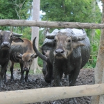 In another village, buffalo are kept inside a tiger-proof livestock enclosure that has barbed wire all the way around, except here at the door. Because buffalo like water, this enclosure was built without a roof. Keeping livestock together in a group helps protect them, since tigers often attack lone animals.