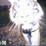 Near one of the villages, we checked a camera trap in the forest and found this photo! 