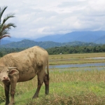 Traditionally, livestock have been left free-ranging in this region. This makes them vulnerable to tiger attacks.