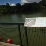 Check out our mussels the next time you walk the bridge over the Zoo’s main lake!