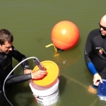 In early August, Ben Minerich (Aquarist) and Matt McLaughlin (Life Support Systems Coordinator) added the first set of mussels to the culturing buckets in the Zoo’s main lake.