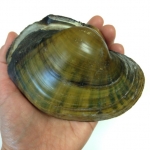 Shell of a fully grown plain pocketbook mussel