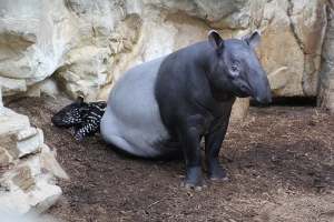 tapir-mom
