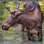 Moose-084