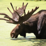 Moose-6