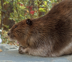 Cannon-beaver2