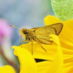 Dakota skipper raised at the Minnesota Zoo in 2015