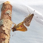 Dakota skippers mating at the Zoo. Individuals are safely marked with a colored dot to help us identify them.