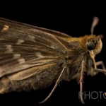 Famous 2014 Minnesota Zoo-reared female Dakota skipper “SF10b8” – now a grandmother!