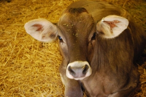 JerseyCow3