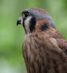 Kestrels2