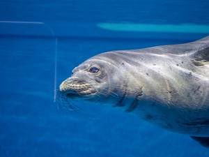 monkseal2