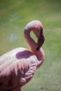 Flamingo-3