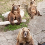 "Haines," "Kenai" and "Sadie"