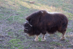"Ming" the Musk Ox