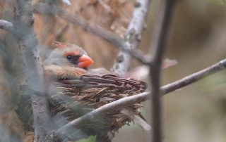 Northern Cardinal