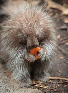 Porcupine-Zoomobile2