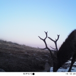 Red deer caught by camera trap at a water point.
