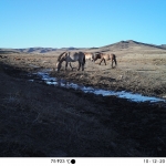 Asian wild horses caught by camera trap at a water point.