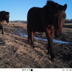 Domestic horses caught by camera trap at a water point.
