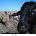 Sheep “selfie” caught by camera trap at a water point.
