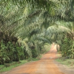 Oil palms are often grown in vast monoculture plantations.