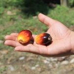 Individual oil palm fruits