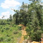 A tropical forest (right) has been cleared and planted with young oil palm trees (left)