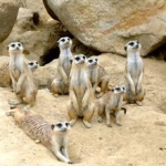 Meerkats