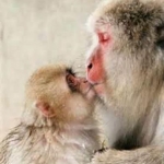 Snow Monkeys