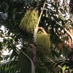 Clustered Fishtail Palm along the Tropics Trail