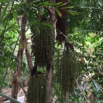 Clustered Fishtail Palms along the Tropics Trail