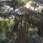 Clustered Fishtail Palms along the Tropics Trail