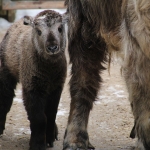 Takin Calf
